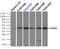 Death Associated Protein Kinase 2 antibody, TA501087, Origene, Immunoprecipitation image 