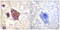 DEAD-Box Helicase 3 X-Linked antibody, LS-C198876, Lifespan Biosciences, Immunohistochemistry frozen image 