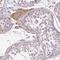 Serine Protease 38 antibody, NBP2-49193, Novus Biologicals, Immunohistochemistry frozen image 