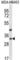 TATA-Box Binding Protein Associated Factor 9b antibody, abx028106, Abbexa, Western Blot image 