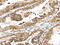 Proteasome Subunit Beta 8 antibody, CSB-PA116429, Cusabio, Immunohistochemistry paraffin image 