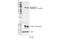 Activating Transcription Factor 2 antibody, 40749S, Cell Signaling Technology, Western Blot image 