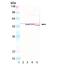 Cytochrome P450 Family 2 Subfamily E Member 1 antibody, MBS565173, MyBioSource, Western Blot image 