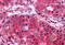 Pyrimidinergic Receptor P2Y6 antibody, MBS247143, MyBioSource, Immunohistochemistry frozen image 
