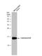 Protein Phosphatase 3 Catalytic Subunit Alpha antibody, NBP1-32720, Novus Biologicals, Western Blot image 
