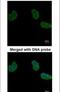 Aminoacylase 1 antibody, PA5-22107, Invitrogen Antibodies, Immunofluorescence image 