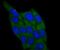 Betaine--Homocysteine S-Methyltransferase antibody, NBP2-75418, Novus Biologicals, Immunocytochemistry image 
