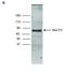 Methyl-CpG Binding Protein 2 antibody, CI1096, Boster Biological Technology, Western Blot image 