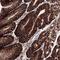 V-Set And Immunoglobulin Domain Containing 1 antibody, NBP1-81073, Novus Biologicals, Immunohistochemistry frozen image 