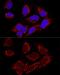 Metaxin 2 antibody, GTX33333, GeneTex, Immunofluorescence image 