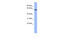 RNA Binding Motif Protein 47 antibody, MBS839217, MyBioSource, Western Blot image 