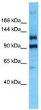 Pleckstrin Homology And RhoGEF Domain Containing G4B antibody, TA331678, Origene, Western Blot image 