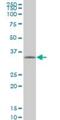 Tafazzin antibody, H00006901-M13, Novus Biologicals, Western Blot image 