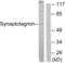 Synaptotagmin 1 antibody, LS-B6983, Lifespan Biosciences, Western Blot image 