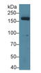 Myeloperoxidase antibody, LS-C295479, Lifespan Biosciences, Western Blot image 