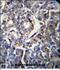 60S ribosomal protein L35 antibody, PA5-48482, Invitrogen Antibodies, Immunohistochemistry frozen image 