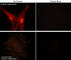 WASL antibody, WP2201, ECM Biosciences, Immunocytochemistry image 