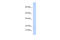 Ninjurin 1 antibody, 26-134, ProSci, Enzyme Linked Immunosorbent Assay image 