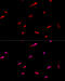 Eukaryotic Translation Initiation Factor 3 Subunit J antibody, 23-694, ProSci, Immunofluorescence image 