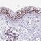 TBC1 Domain Family Member 26 antibody, HPA050460, Atlas Antibodies, Immunohistochemistry frozen image 
