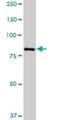 HBS1 Like Translational GTPase antibody, H00010767-B01P, Novus Biologicals, Western Blot image 