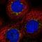 Mannosidase Alpha Class 1A Member 2 antibody, NBP1-82802, Novus Biologicals, Immunofluorescence image 