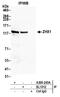 Zinc Fingers And Homeoboxes 1 antibody, A300-243A, Bethyl Labs, Immunoprecipitation image 