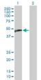 Cytochrome P450 Family 2 Subfamily C Member 18 antibody, H00001562-B01P, Novus Biologicals, Western Blot image 