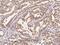 G Protein-Coupled Receptor Associated Sorting Protein 2 antibody, 200029-T08, Sino Biological, Immunohistochemistry frozen image 