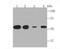 Tubulin Alpha 4a antibody, NBP2-67148, Novus Biologicals, Western Blot image 