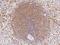 Docking Protein 3 antibody, 107795-T08, Sino Biological, Immunohistochemistry frozen image 