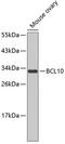 BCL10 Immune Signaling Adaptor antibody, 13-075, ProSci, Western Blot image 