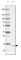 ER Membrane Protein Complex Subunit 6 antibody, HPA062681, Atlas Antibodies, Western Blot image 