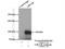 Luteinizing Hormone/Choriogonadotropin Receptor antibody, 19968-1-AP, Proteintech Group, Immunoprecipitation image 