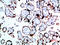 Growth Hormone 1 antibody, STJ98734, St John