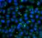Glucose-6-Phosphate Isomerase antibody, FNab03582, FineTest, Immunofluorescence image 