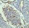 Solute Carrier Family 11 Member 1 antibody, A02547-3, Boster Biological Technology, Immunohistochemistry frozen image 