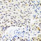 Myogenin antibody, 22-390, ProSci, Immunohistochemistry frozen image 