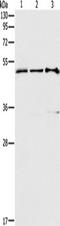 Transcription Factor AP-2 Gamma antibody, TA350857, Origene, Western Blot image 