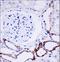 OTU Deubiquitinase 7B antibody, LS-C163288, Lifespan Biosciences, Immunohistochemistry paraffin image 