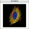Stress Induced Phosphoprotein 1 antibody, GTX103019, GeneTex, Immunocytochemistry image 