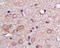 Solute Carrier Family 2 Member 1 antibody, 250671, Abbiotec, Immunohistochemistry paraffin image 