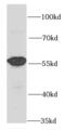 Proline aminopeptidase antibody, FNab04694, FineTest, Western Blot image 
