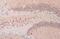 TAR DNA Binding Protein antibody, GTX114210, GeneTex, Immunohistochemistry paraffin image 