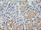 Tripartite Motif Containing 38 antibody, LS-C174586, Lifespan Biosciences, Immunohistochemistry frozen image 