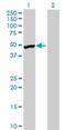 ESG antibody, H00008910-B01P, Novus Biologicals, Western Blot image 