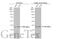 NFKB Inhibitor Alpha antibody, GTX110521, GeneTex, Western Blot image 