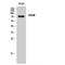 AB1IP antibody, LS-C385860, Lifespan Biosciences, Western Blot image 