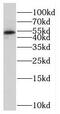 MIER Family Member 2 antibody, FNab05185, FineTest, Western Blot image 