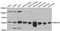RAB3A Interacting Protein antibody, A8094, ABclonal Technology, Western Blot image 